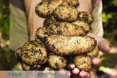 Potatis: fördelarna och skadan på kroppen