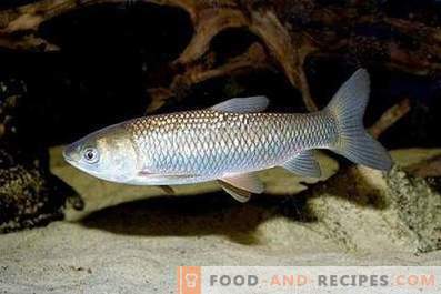 Baltos amūros žuvys: nauda ir žala