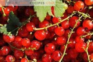 How to freeze red currants