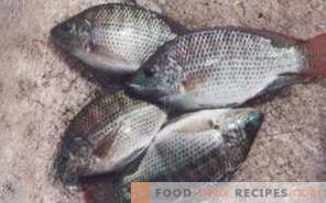 Tilapia rybna: korzyści i szkody