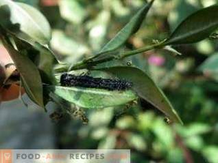 Lepidocidas yra veiksmingas vaistas nuo lapų valymo kenkėjų